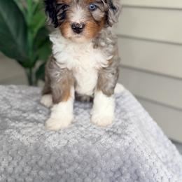 Dark Blue - Blue merle male Bernedoodle puppy in Charleston, South Carolina from Palm Belle Doodles
