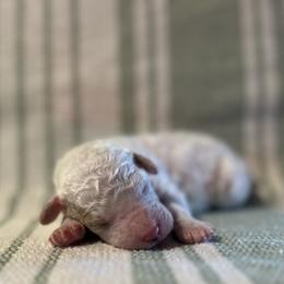 Everett - Parti male Poodle puppy in Quitman, Mississippi from P&D Palace
