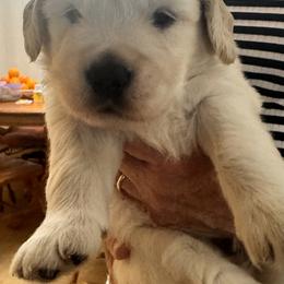 Boy 1 - male Golden Retriever puppy in Chesapeake, Virginia from Goldilocks Golden Retrievers