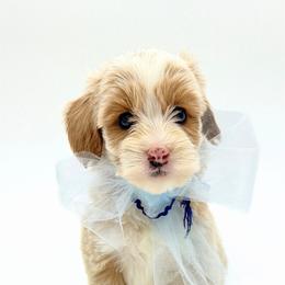 North - Apricot male Australian Labradoodle puppy in Estacada, Oregon from Pine Lodge Labradoodles