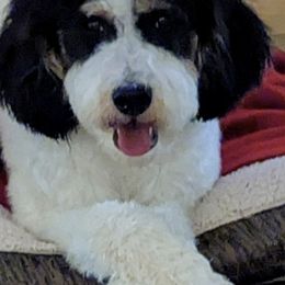 Aussiedoodles, Bernedoodles, and Poodles from Coats of Many Colors LLC