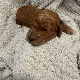 Boy 1 - Parti male Goldendoodle puppy in Antigo, Wisconsin from Cedar River Kennel