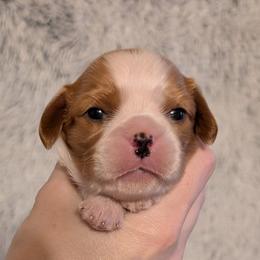 Timothy - Blenheim male Cavalier King Charles Spaniel puppy in Stilwell, Oklahoma from Love Bug Cavaliers