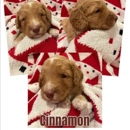 Cinnamon - Yellow and white male Bernedoodle puppy in Pismo Beach, California from Beach Bernedoodles