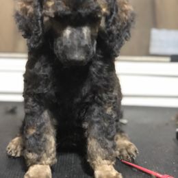Poodle Puppies from Tails Up Standard Poodles