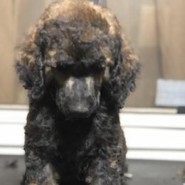 Poodle Puppies from Tails Up Standard Poodles