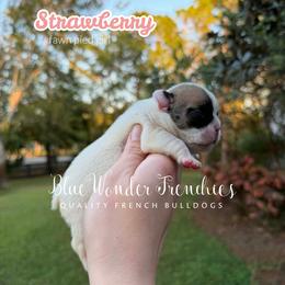 Strawberry - Fawn and white female French Bulldog puppy in Loxahatchee, Florida from Blue Wonder Frenchies