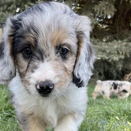 Aussiedoodles, Miniature Australian Shepherds, and Pembroke Welsh Corgis from The Hoppers Back 40