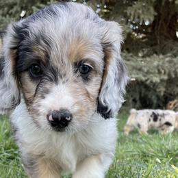 Aussiedoodles, Miniature Australian Shepherds, and Pembroke Welsh Corgis from The Hoppers Back 40