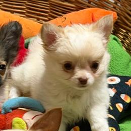 Cream - Cream male Chihuahua puppy in Williamsburg, Virginia from PAWSitive Cheeky Chihuahuas
