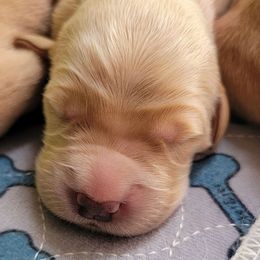 Pending name - Dark golden male Golden Retriever puppy in Greenfield, Massachusetts from JK Goldens