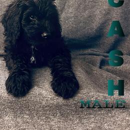 Bernedoodle, Goldendoodle, and Sheepadoodle Puppies from Golden-Doods and Company