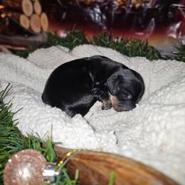 Rusty - Black and cream male Dachshund puppy in Pace, Florida from Shoebox Doxie’s