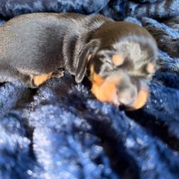 Scrooge - Black and tan male Dachshund puppy in Tonopah, Arizona from Brandie's Dachshunds