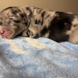 Australian Shepherd Puppies from Good Karma Aussies
