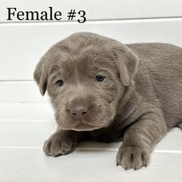 3rd born puppy - Chocolate female Labrador Retriever puppy in Antwerp, Ohio from Clark’s Loyal Labradors