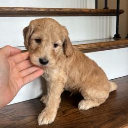 Remi - Apricot male Goldendoodle puppy in New Waverly, Texas from C.P. Puppy Buddies