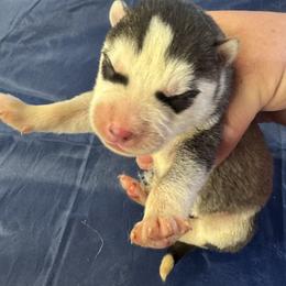 Black and white male - Black and white male Siberian Husky puppy in Doswell, Virginia from Shinko Siberians