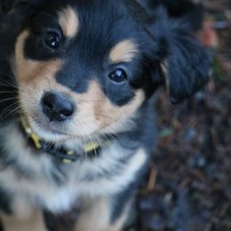 English Shepherd Puppies from Boarstead English Shepherds