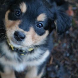 English Shepherd Puppies from Boarstead English Shepherds