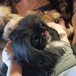 Maggie - Black female Pekingese puppy in Burns, Kansas from Pekingese Dynasty