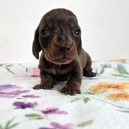 (Teeny) chocolate and tan male - Chocolate and tan male Dachshund puppy in Belle Rive, Illinois from Akin's Miniature Dachshunds, LLC