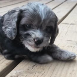 Cavapoo Puppies from Poppying Up Puppies