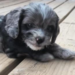 Cavapoo Puppies from Poppying Up Puppies