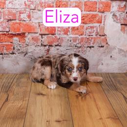 Eliza - Red merle female Assorted Doodle Crosses puppy in Calhoun, Georgia from Happy Top Doodles
