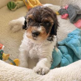 Raven - Sable female Bernedoodle puppy in Greeneville, Tennessee from My Two Doodles
