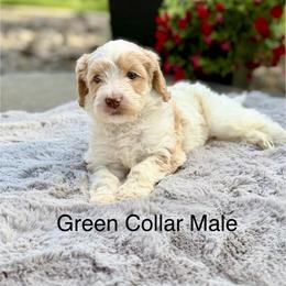 Green Collar - Caramel male Australian Labradoodle puppy in Coeur D'alene, Idaho from Lake City Labradoodles