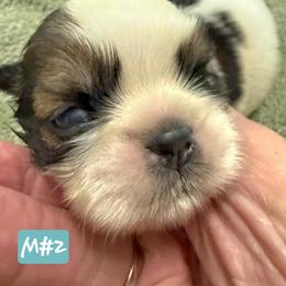 Boy 2 - Gold and white male Shih Tzu puppy in Sevierville, Tennessee from Ridgehaven Shih Tzus