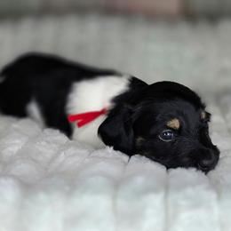 Red - Piebald male Dachshund puppy in Salado, Texas from DK's Dream Doxies