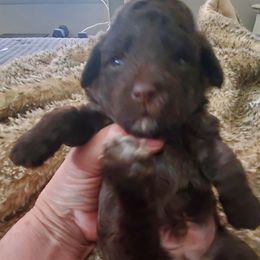 Romeo - Brown male Poodle puppy in Arkansas from Harper's Pups