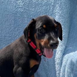 Colin (Red Collar) - Black and rust male Doberman Pinscher puppy in Centralia, Missouri from TopSpots Farm