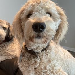 Goldendoodles from Pickled Figs