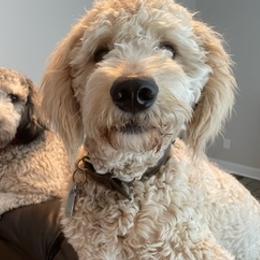 Goldendoodles from Pickled Figs