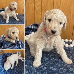 SOPHIE - Pink Collar Girl - Cream female Poodle puppy in Charlo, Montana from Heavenly Hilltop Farm