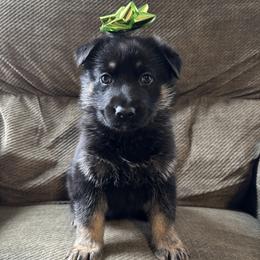 Green Boy - Black and tan male German Shepherd puppy in Ashland, Ohio from Peachy Puppies