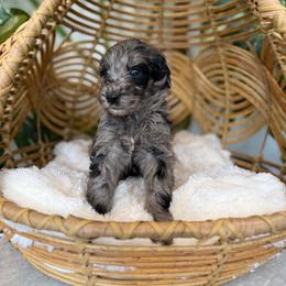 Girl 2 - Blue merle female Aussiedoodle puppy in Pomona, California from Socal Aussiedoodles