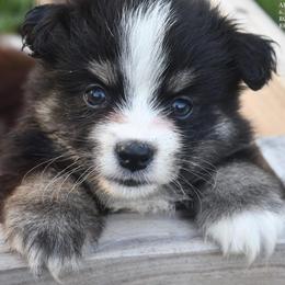Arrow - Black tri male Miniature Australian Shepherd puppy in Patterson, North Carolina from DreamLine Aussies