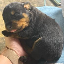 Ella - Black and tan female Rottweiler puppy in Mcminnville, Oregon from JHB Rottweilers