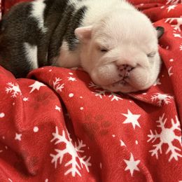Gloria - Red and white female Bulldog puppy in Aiken, South Carolina from Hayzlett Family English Bulldogs
