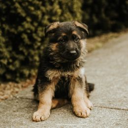 Boy 5 - German Shepherd puppy in Washington from Mount Pleasant German Shepherds