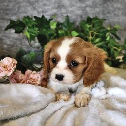 Jenessa - Blenheim female Cavalier King Charles Spaniel puppy in San Jose, California from Alpine Breeze Cavaliers