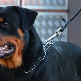 Rottweilers from BelovedK9 Rottweilers