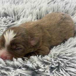 Hudson - Red merle male Toy Australian Shepherd puppy in Ambrose, Georgia from Brandilyn's Aussies