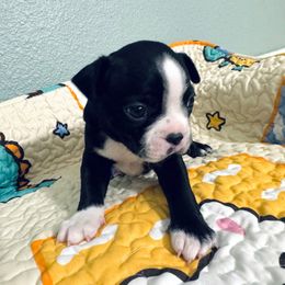 Roland - Black and white male Boston Terrier puppy in Pahrump, Nevada from Lujan Ranch