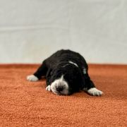 Lady Catherine (orange) - Black and white Spanish Water Dog puppy in Beaufort County, North Carolina from Shady Banks Kennel