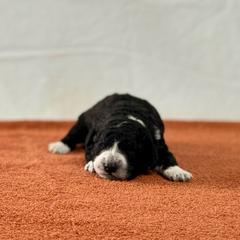 Lady Catherine (orange) - Black and white Spanish Water Dog puppy in Beaufort County, North Carolina from Shady Banks Kennel
